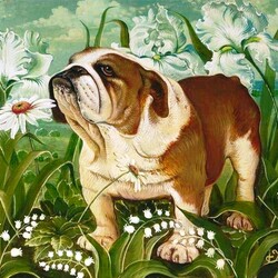 Пазл: Английский бульдог