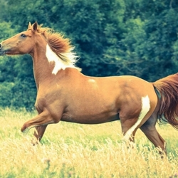 Пазл: Лошадь