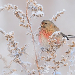 Пазл: На заснеженном лугу