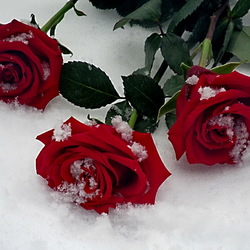 Пазл: Лежали розы на снегу