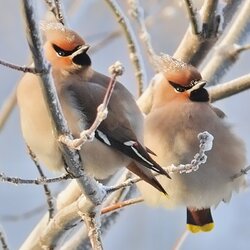 Пазл: Свиристели