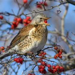 Пазл: Дрозд рябинник