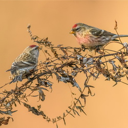 Пазл: Сладкая парочка