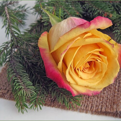 Пазл: Роза января