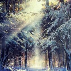 Пазл: Зимой на лесной полянке