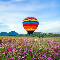 Пазл: Воздушный шар над цветущим полем