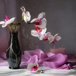 Пазл:  Орхидеи