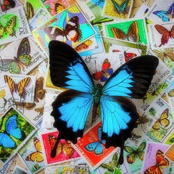 Пазл: Голубая бабочка и марки