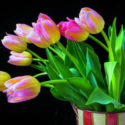 Пазл: Розовые тюльпаны