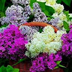 Пазл: Букет сирени