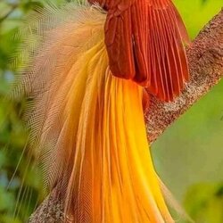 Пазл: Роскошный хвост