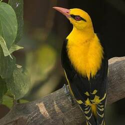 Пазл: Золотая иволга