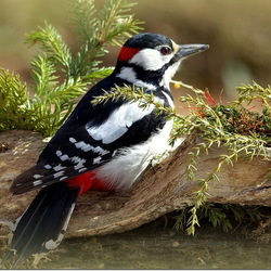 Пазл: Дятел