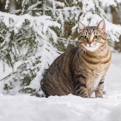 Пазл: Котейка и снег