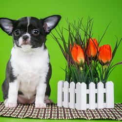 Пазл: Чихуахуа