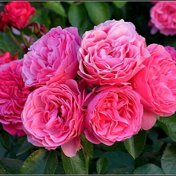 Пазл: Розовые розы
