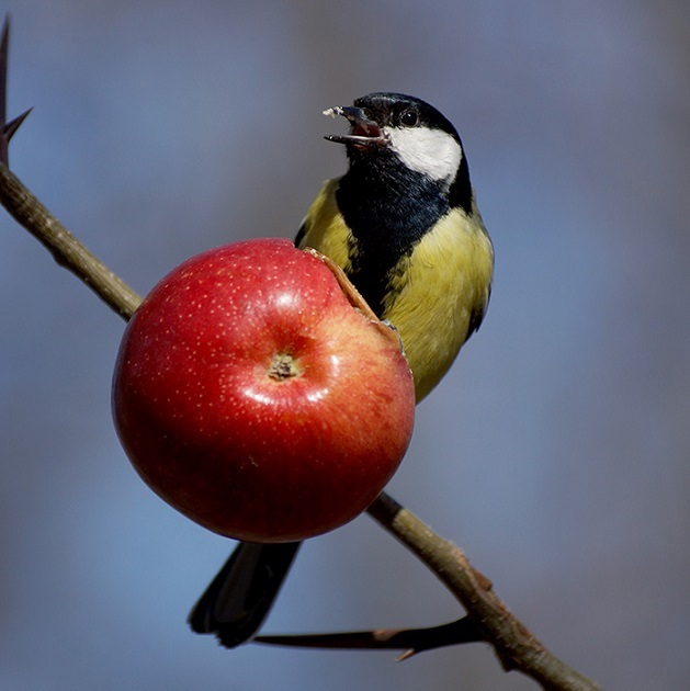 Пазл «Румяное яблоко» из 100 элементов | Собрать онлайн пазл №232038