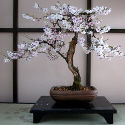 Пазл:   Карликовое цветущее дерево
