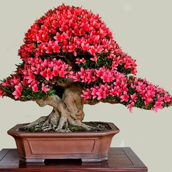 Пазл: Карликовое цветущее дерево