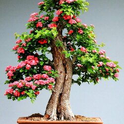 Пазл: Карликовое цветущее дерево