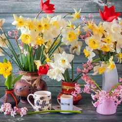 Пазл: Нарциссы