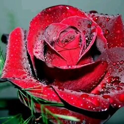 Пазл: Роза для любимой