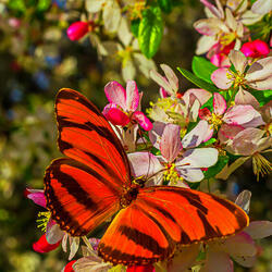 Пазл: Бабочка на цветущем дереве