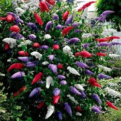 Пазл: Трёхцветная буддлея Давида