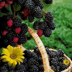 Пазл: Ежевика