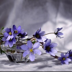 Пазл: Нежность весны