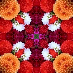 Пазл: Калейдоскоп из георгин