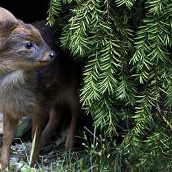 Пазл: Маленький олень пуду