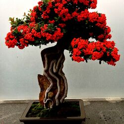 Пазл: Карликовое ягодное дерево