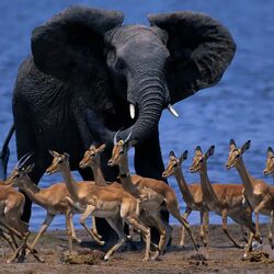 Пазл: Животный мир Африки