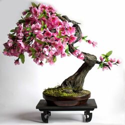 Пазл: Карликовое цветущее дерево сакуры