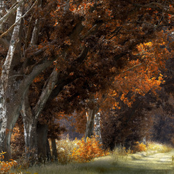 Пазл: Осенние деревья