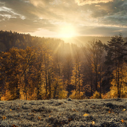 Пазл: Закат сквозь лес