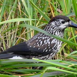 Пазл: Кедровка