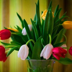 Пазл: Тюльпаны