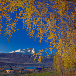 Пазл: Желтая береза