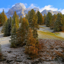 Пазл: Деревья в горах