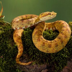 Пазл: Змея в природе