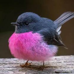 Пазл: Малиновогрудая петроика