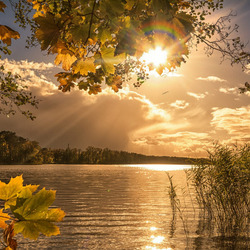 Пазл: Кленовый свет