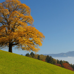 Пазл: Осень