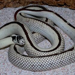 Пазл: Калифорнийская королевская  белая змея
