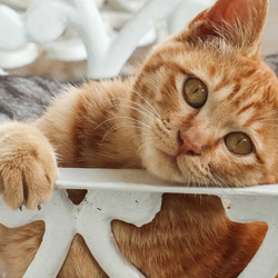 Пазл: Рыжик