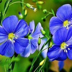 Пазл: Синий лён