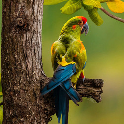 Пазл: Зеленый попугай