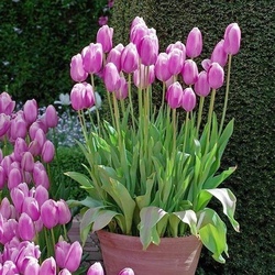 Пазл: Тюльпаны